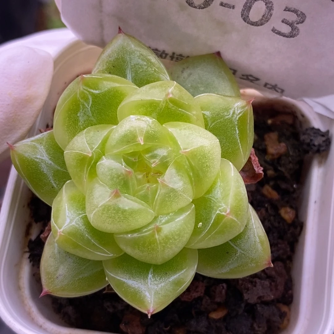 【闪购商品】10-03钻石珍妮