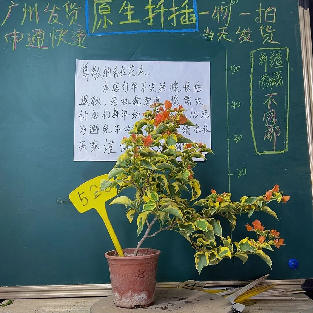 当前无花栽培后可以开花橙冰520