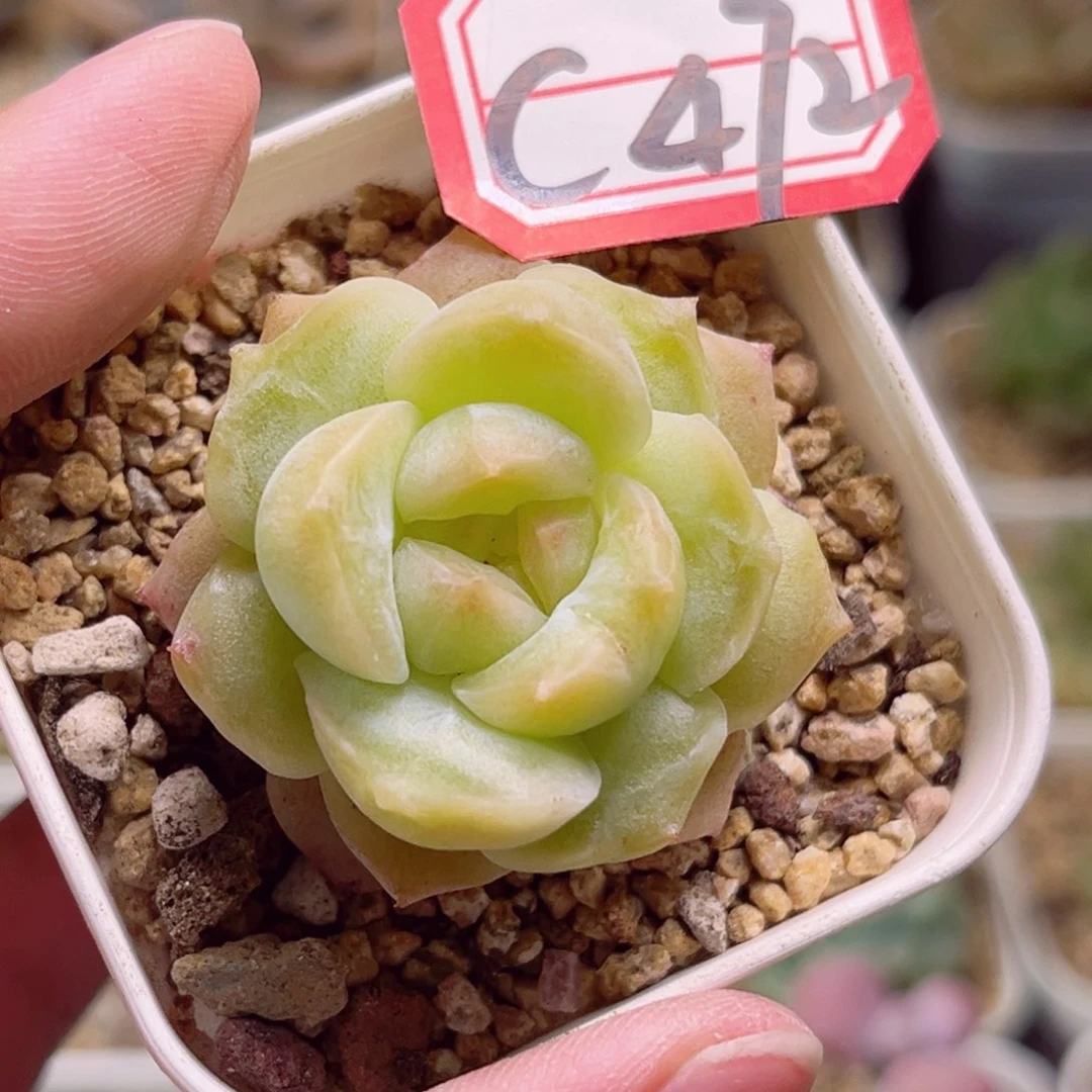 香****版C472 一物一拍 18包邮 黄瞳