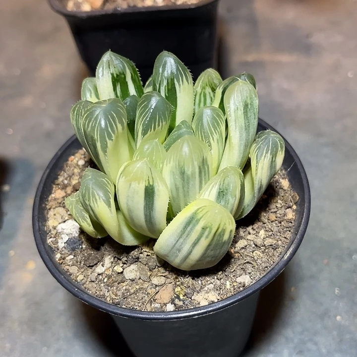 无花朵玉露锦一物一拍的