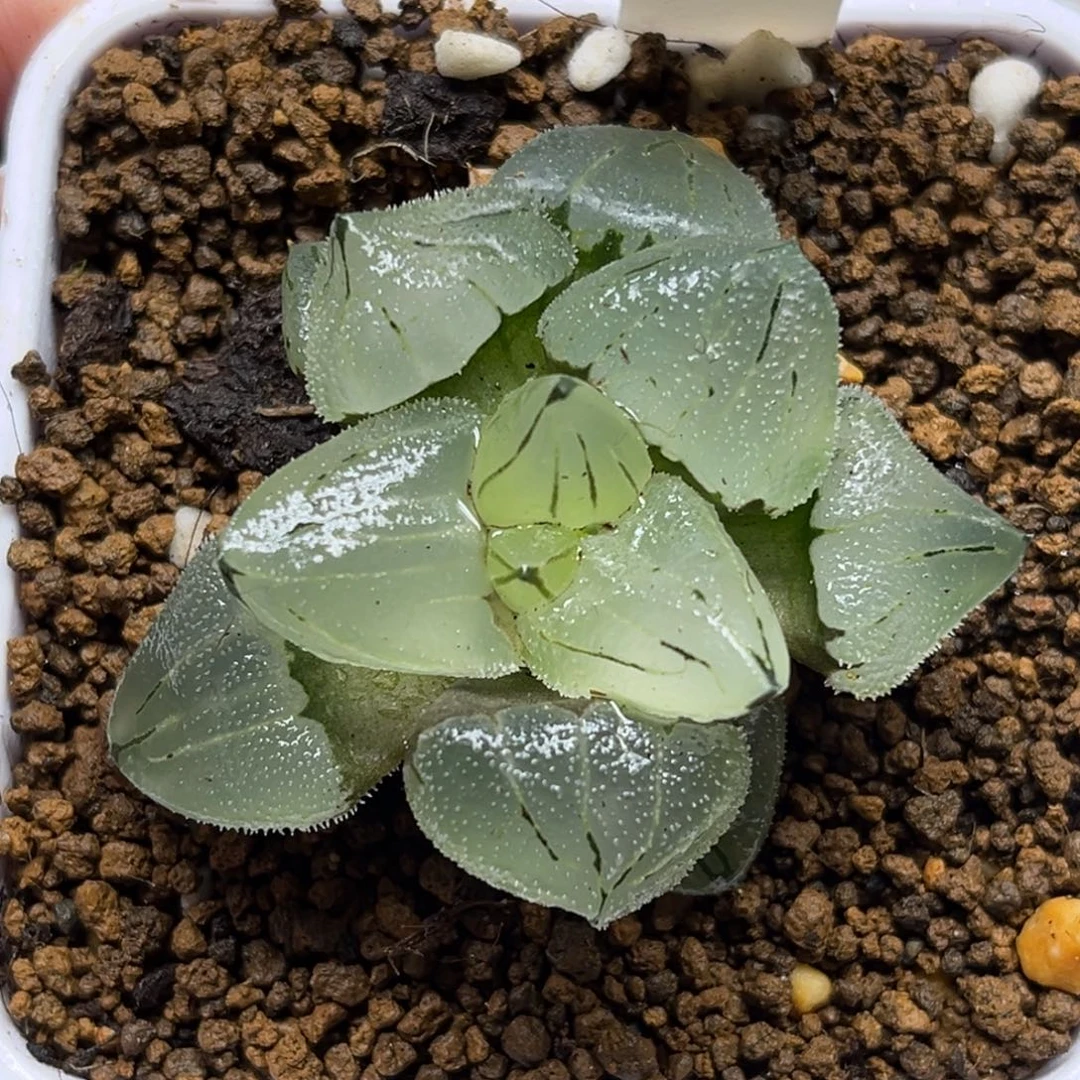 190冰鸾玉冰城实生福利专场