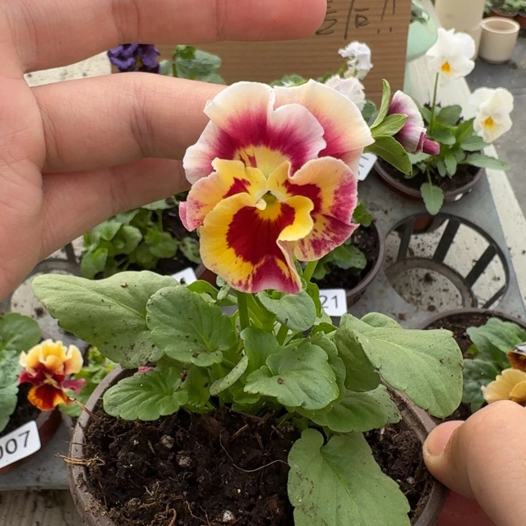 大部分花苞少量开放042