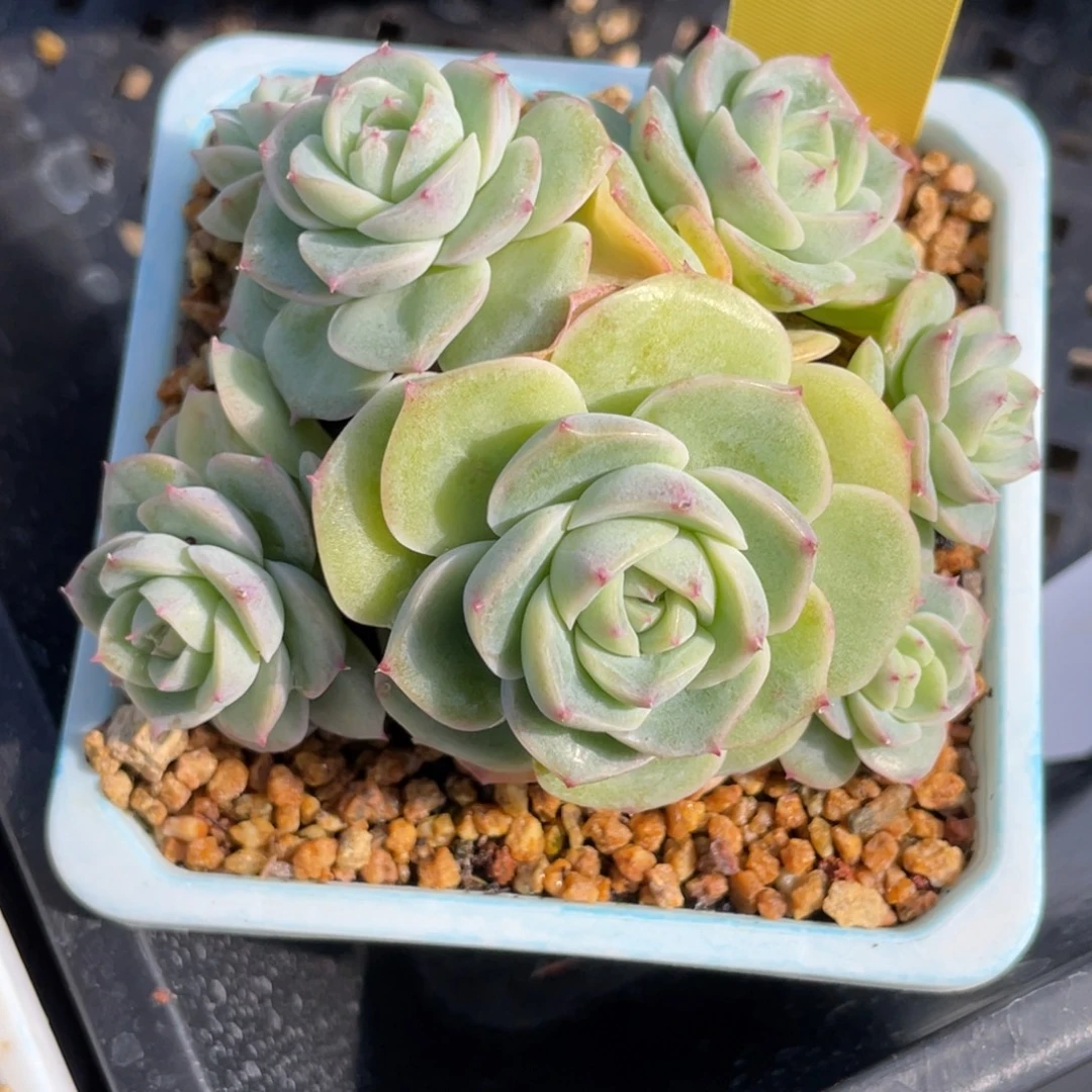 1932白芷珍妮大群