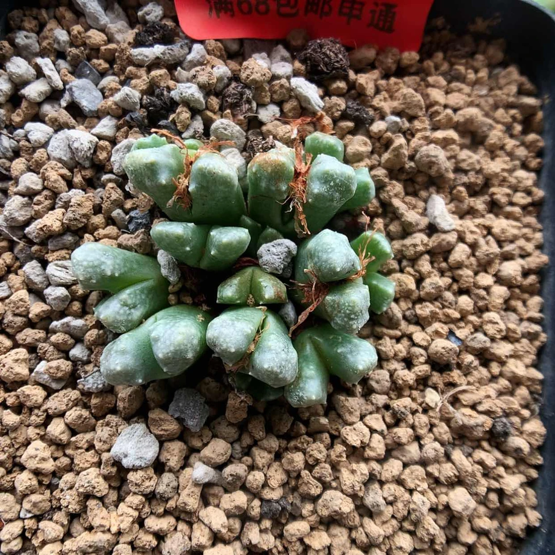 【闪购商品】6-30-13?菜花一群特35
