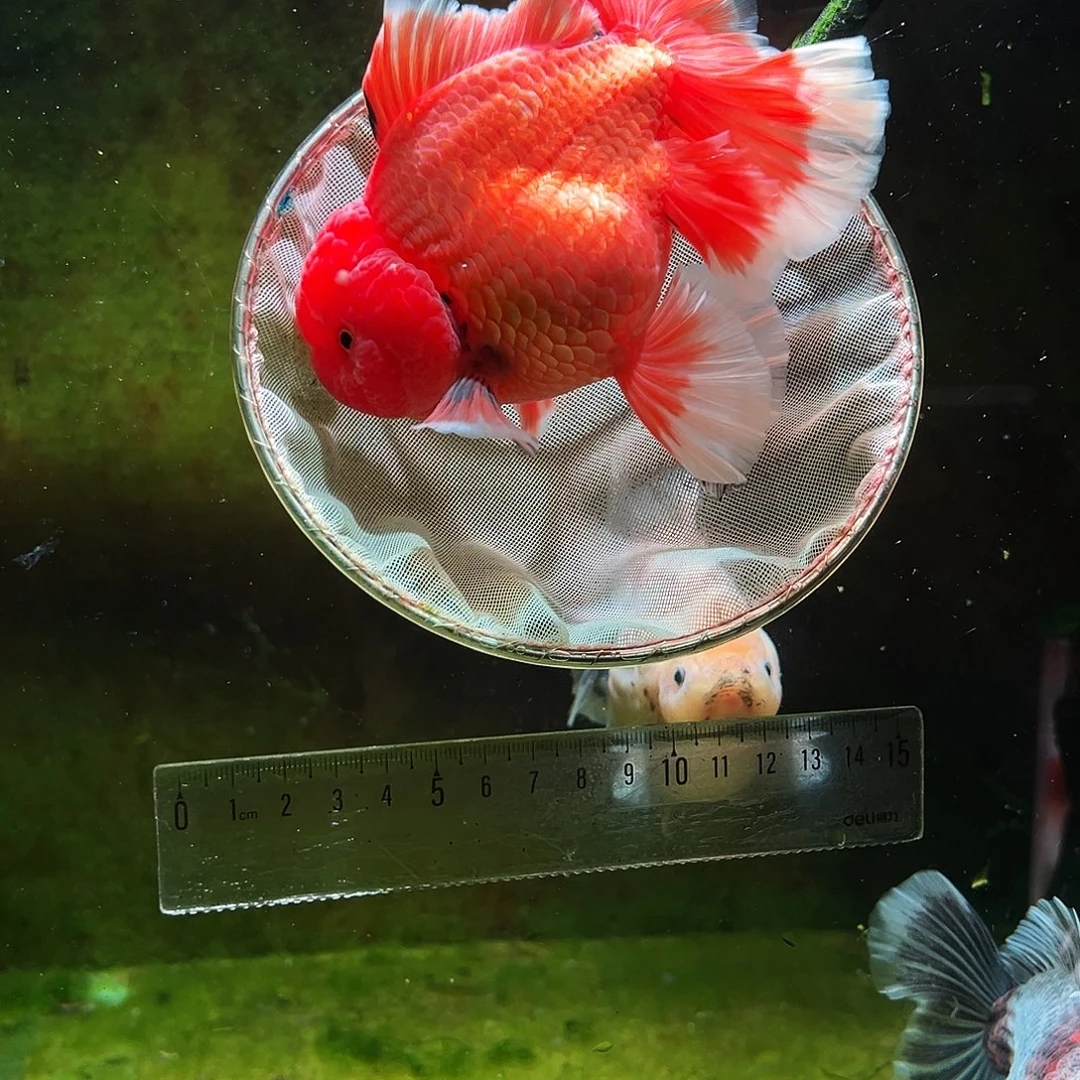 金鱼冷水金鱼百褶泰狮