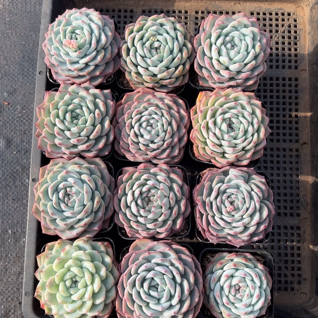 水梦，图中任意一颗，尺寸6+