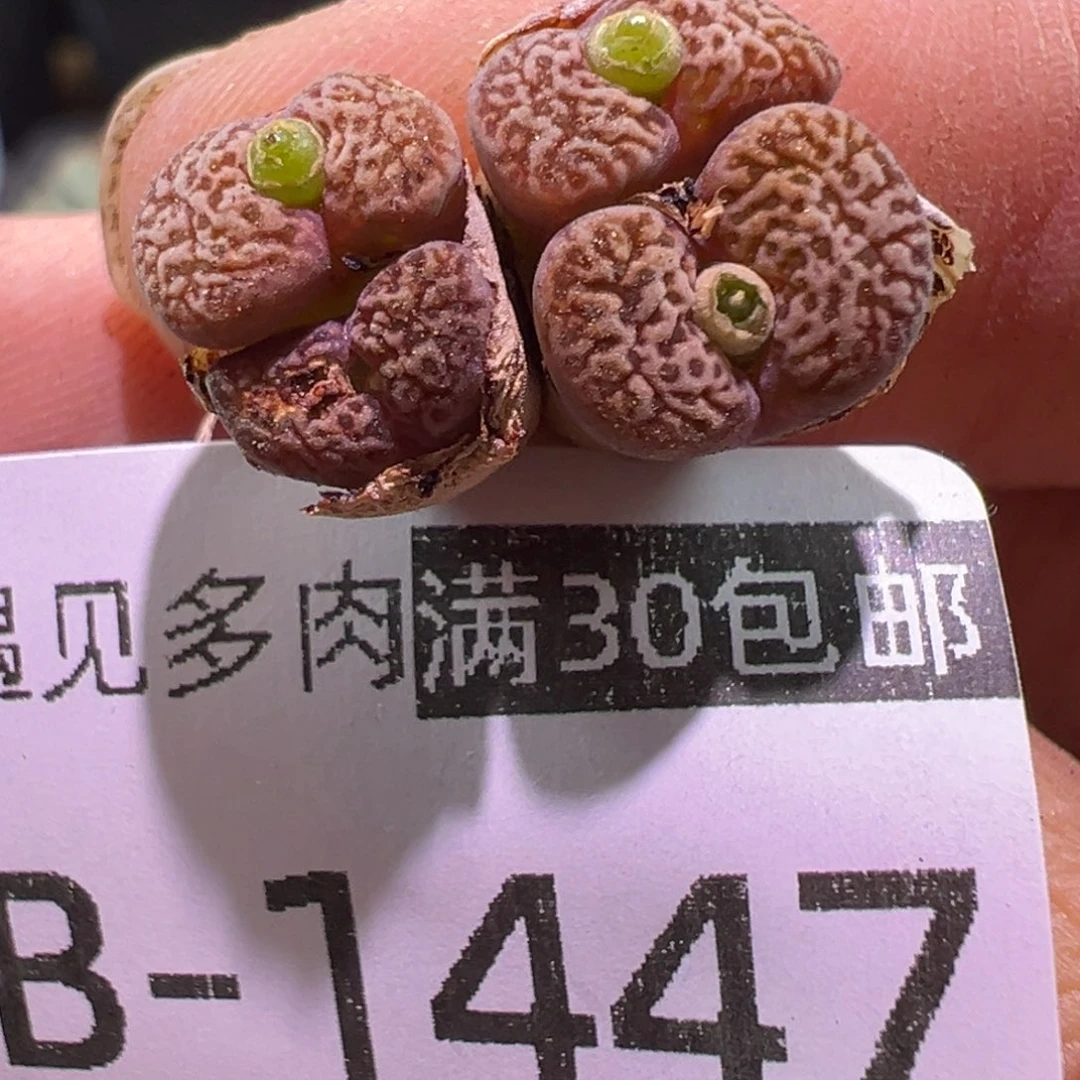 多肉植物1111111111111