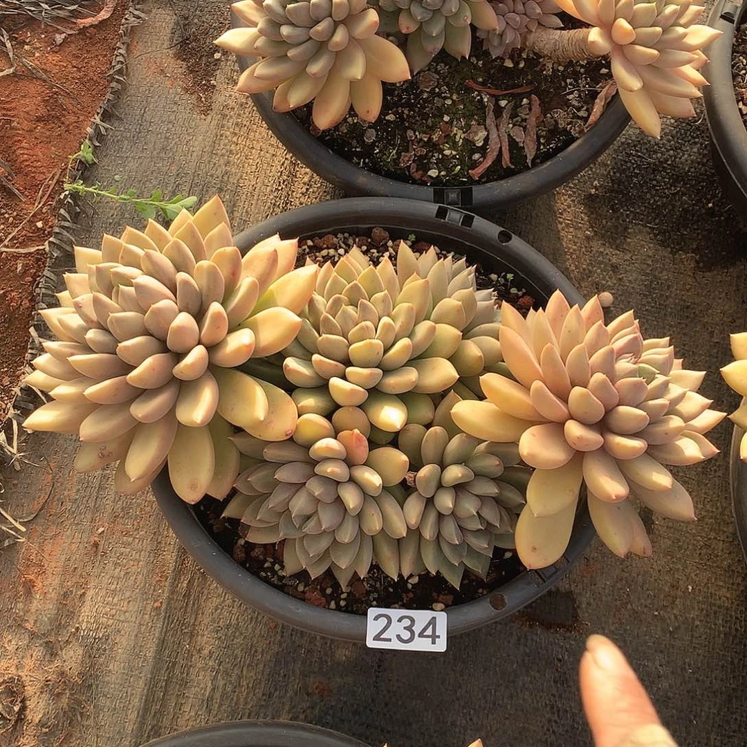 我***钱234象牙一物一拍多肉