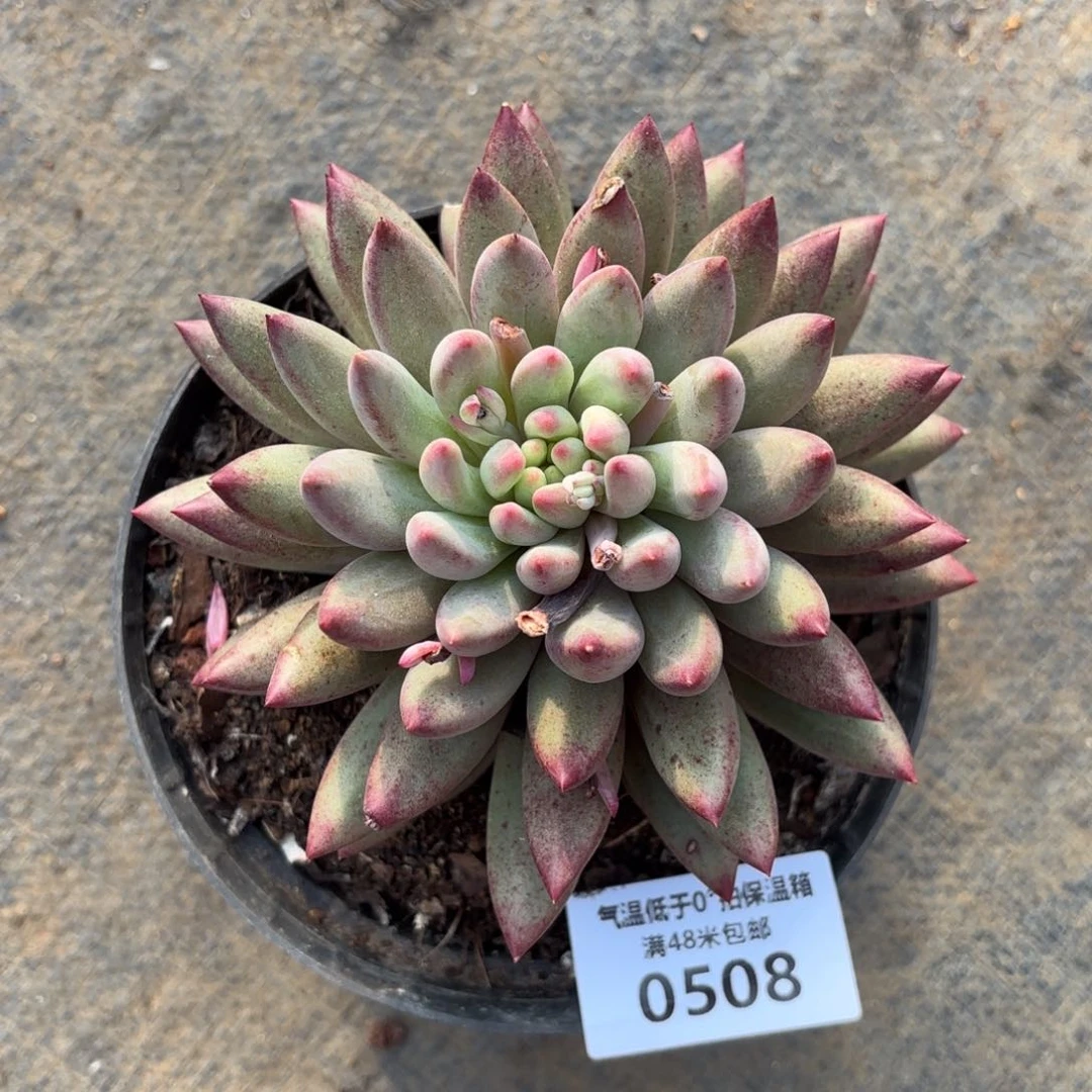 L****?0508流沙虞美人