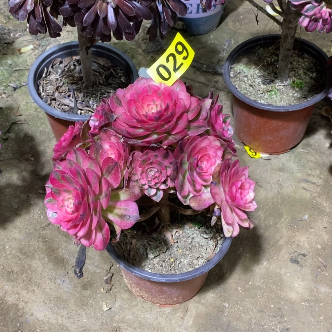 荔枝多肉法师杆子有疤029