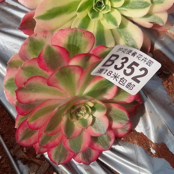 今**缘多肉法师淘宝福利