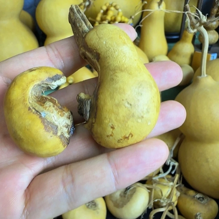 两个葫芦腰子素皮腰子尺寸三点三，五