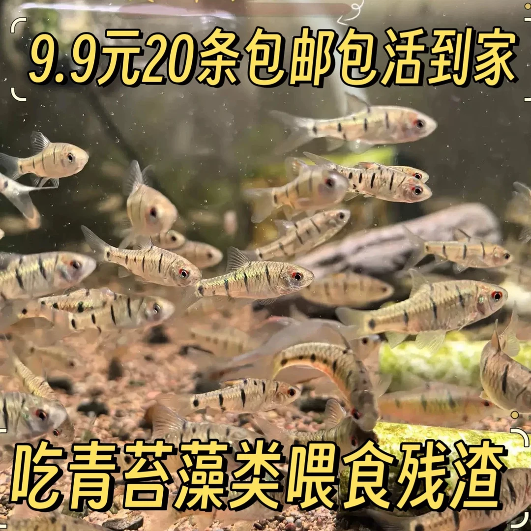 原生态冷水条纹小鲃鱼活体淡水小溪鱼群游观赏好养耐活