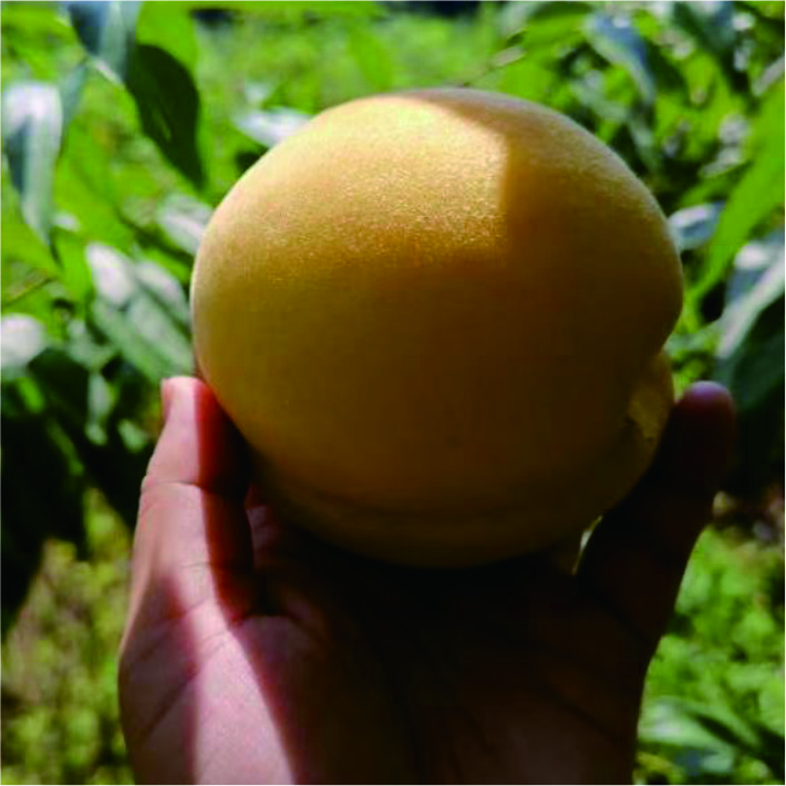 黄桃大果特大果新鲜采摘现摘现发4.5斤包邮