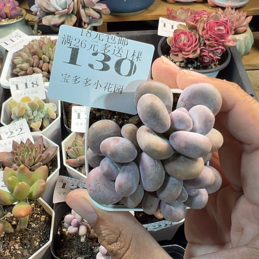 奶酪三头一物一拍多肉满18元包邮明天发货