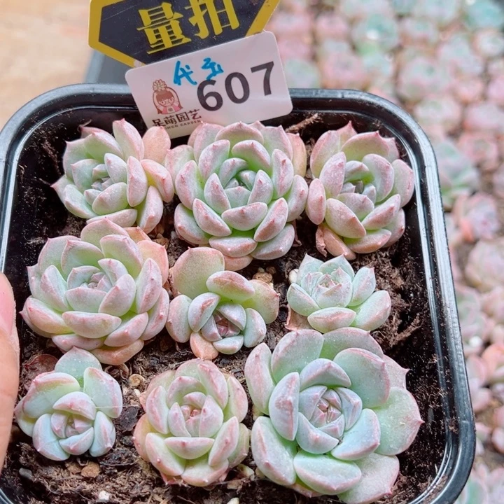 多肉植物多肉植物