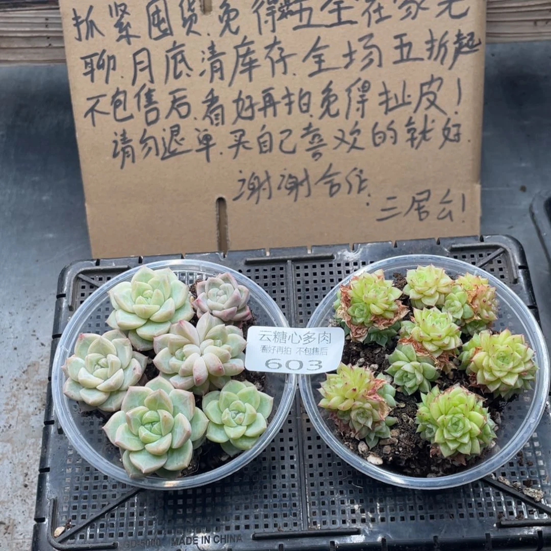云糖心多肉植物603