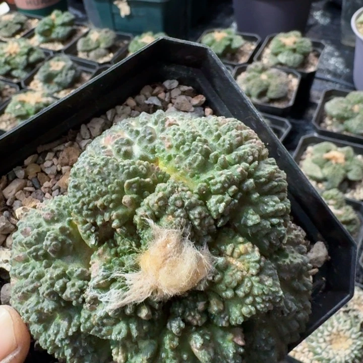 838哥斯拉超散斑锦