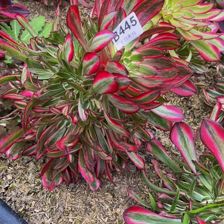 445铜壶白多肉法师不包断枝