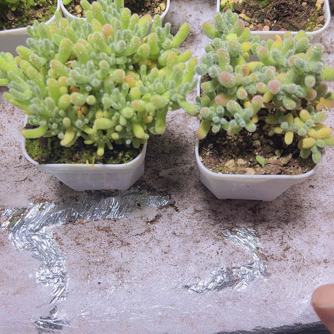 冰晶冰水晶枝干19包邮