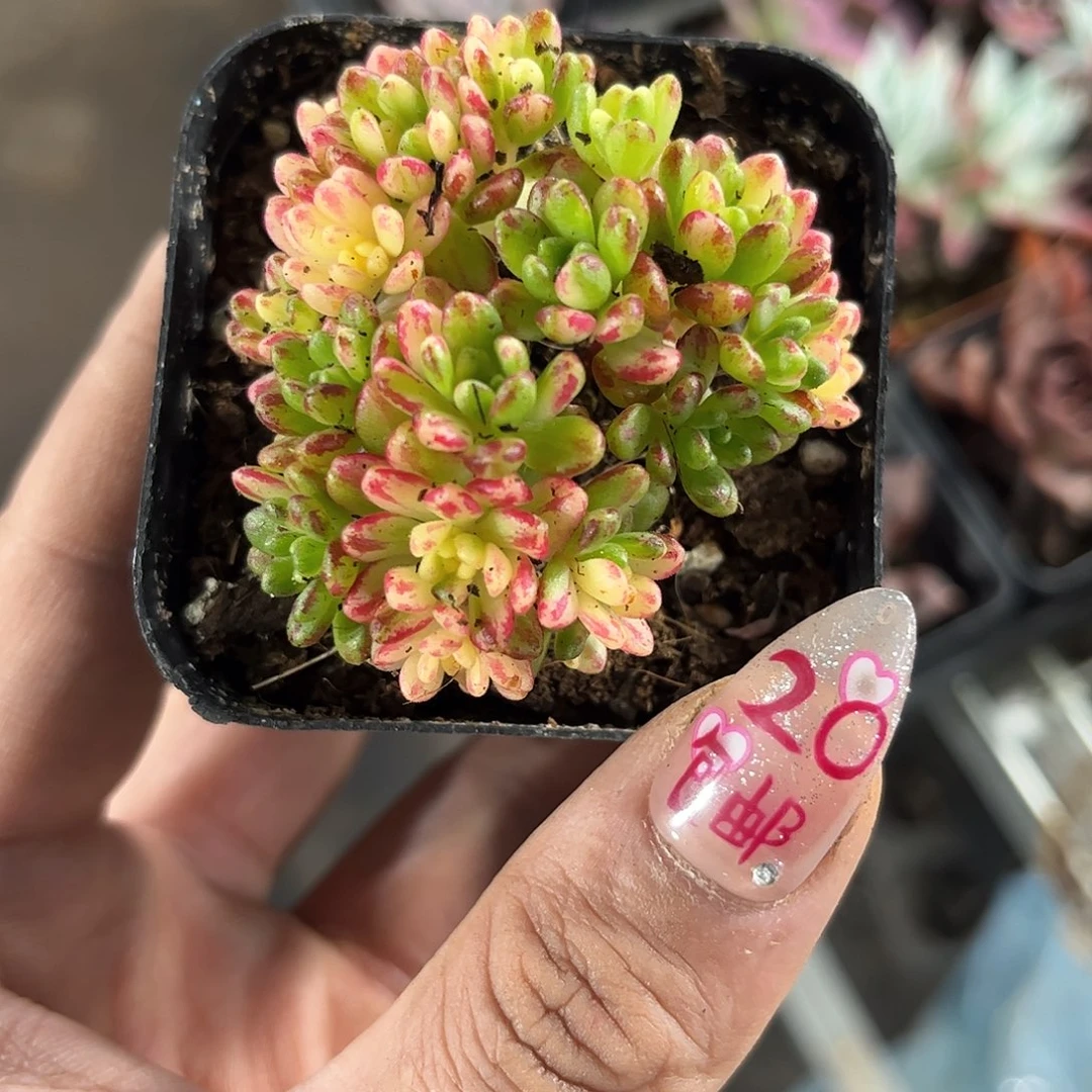 小人锦单头发货有根发货