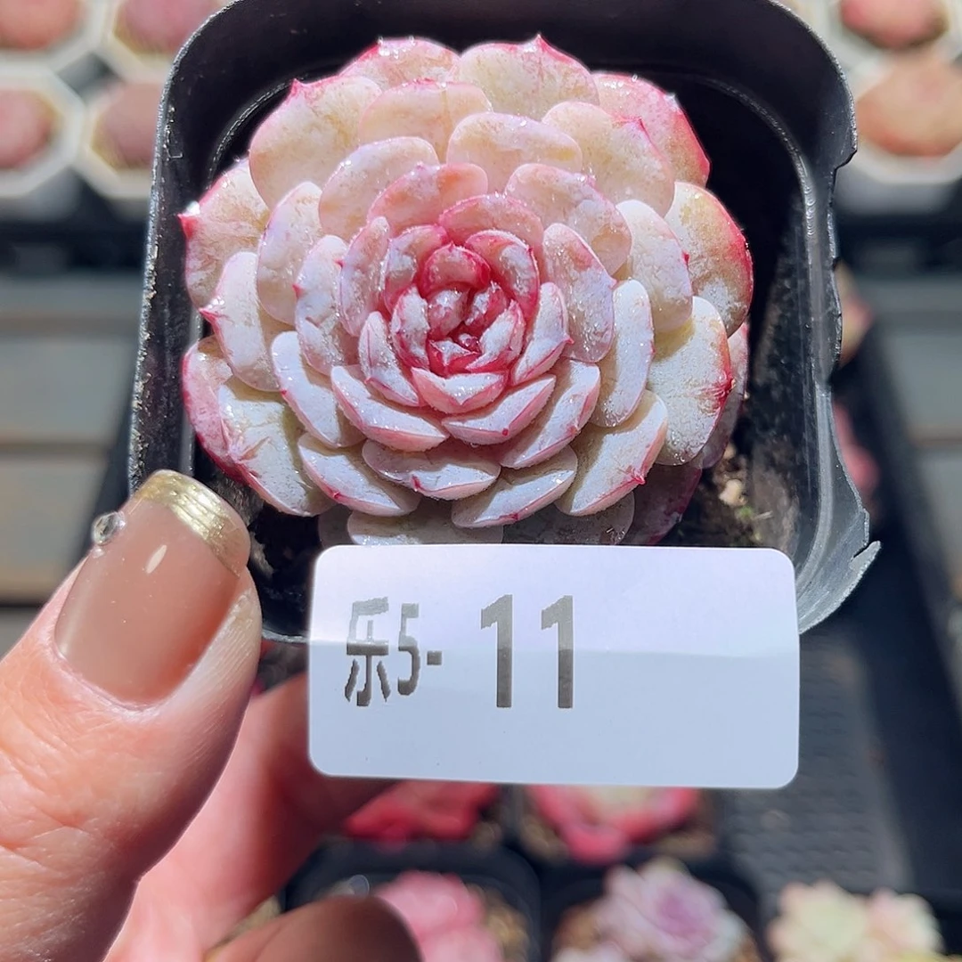 乐5-11 新品单头