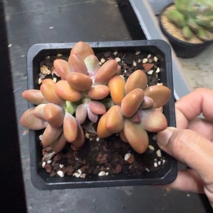 那***。芒果奶 3头  一物一拍