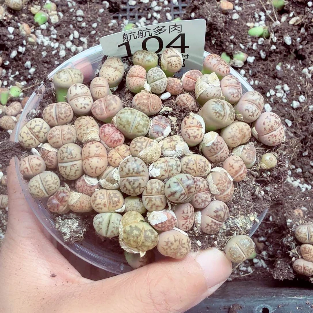 l***1我不在这里吃饭你吃好104
