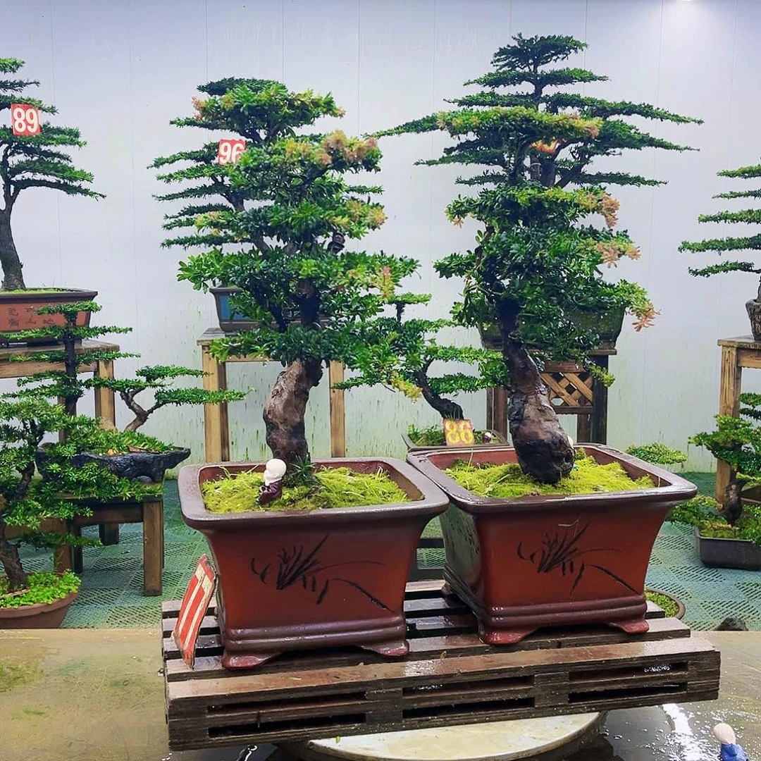 完全开放罗汉松盆景艺术