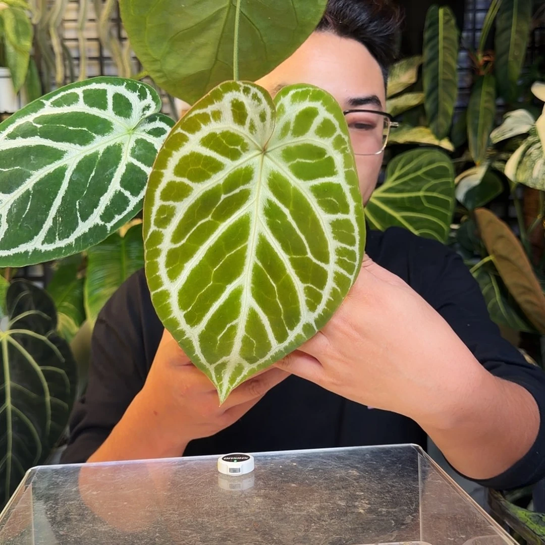 完全开放X99极致撕裂纹杂银虎