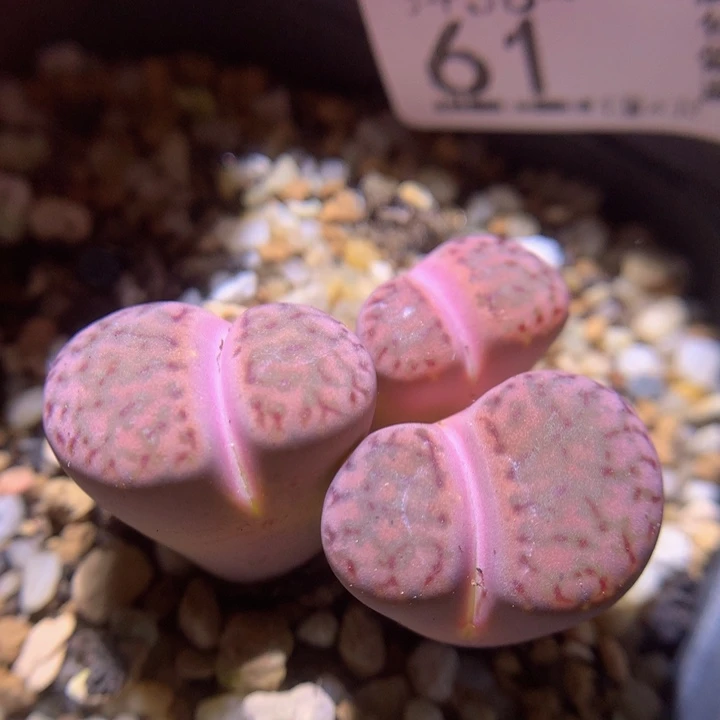 精品生石花多肉38.61