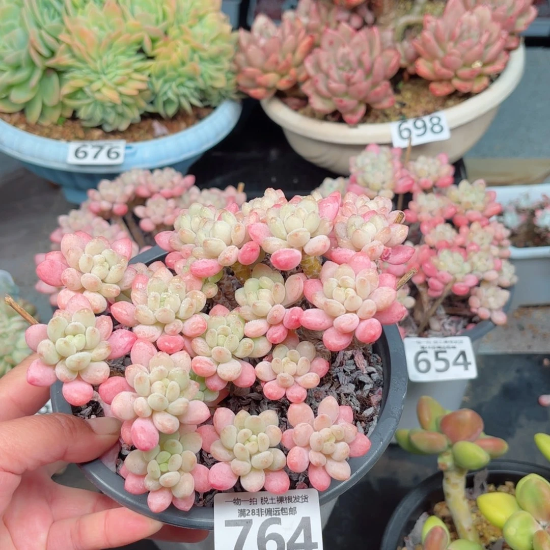 鱼子酱老桩无盆土发货