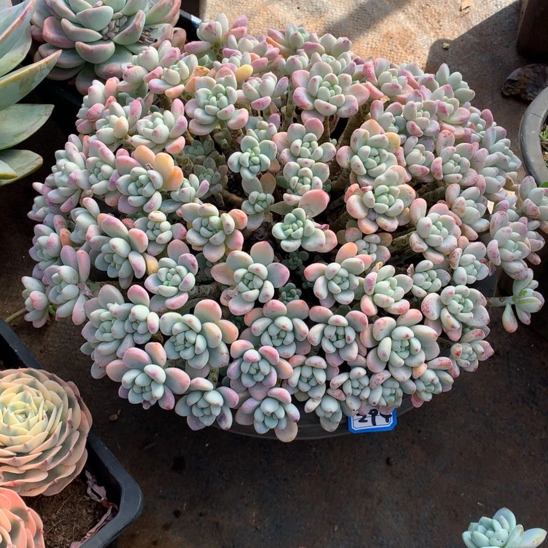 294洛神 一物一拍多肉