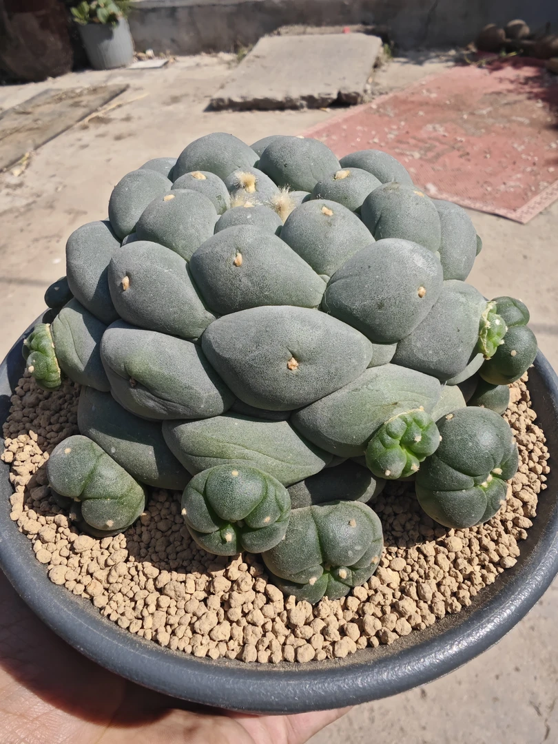 钟勇实生大尤草球侧芽