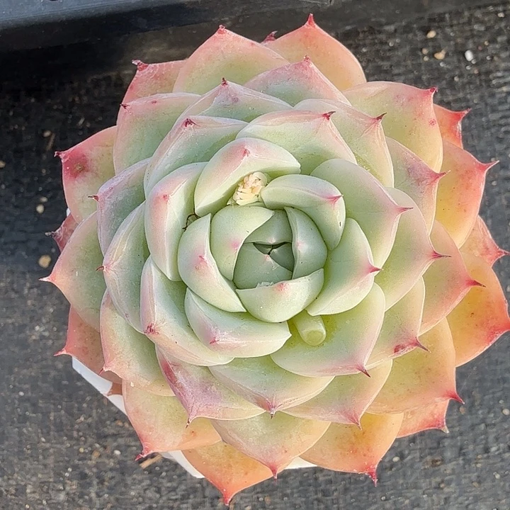 0120-68 粉水晶优选