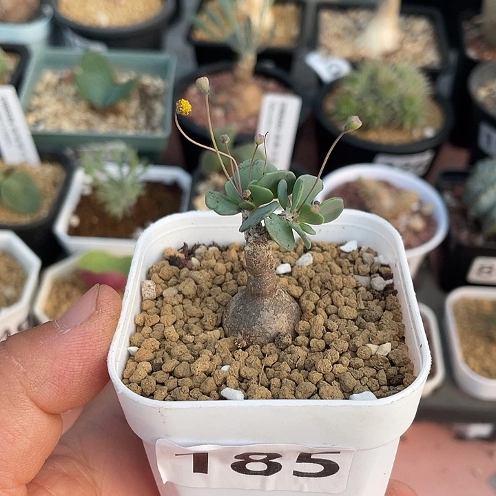 185恩特美厚墩菊，