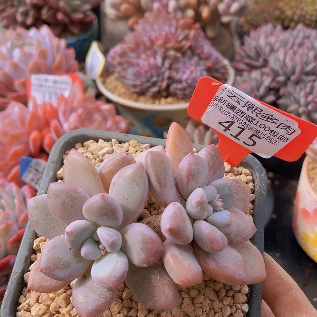 雪桃美人多肉植物415