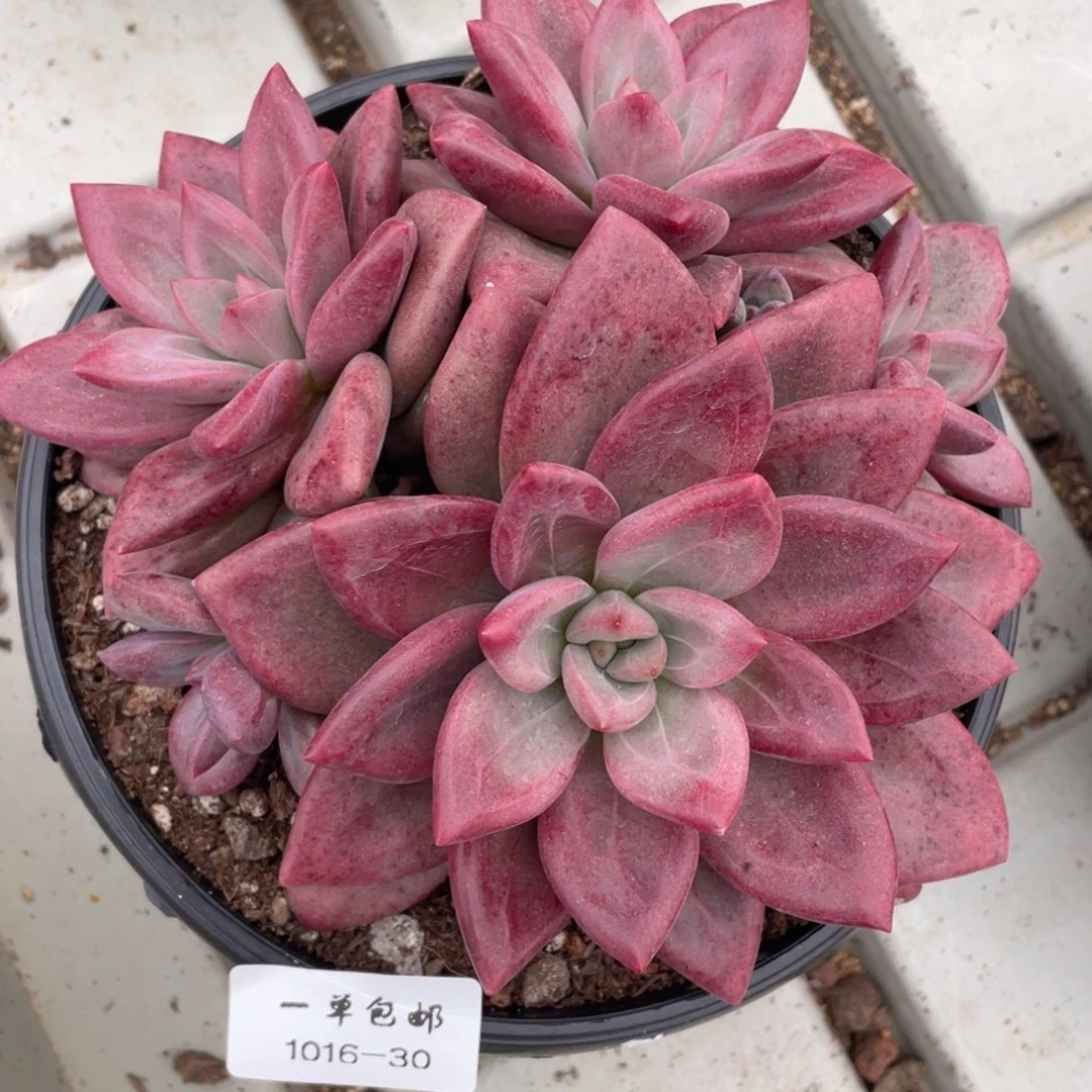 1016-30-赫菲，，，，，