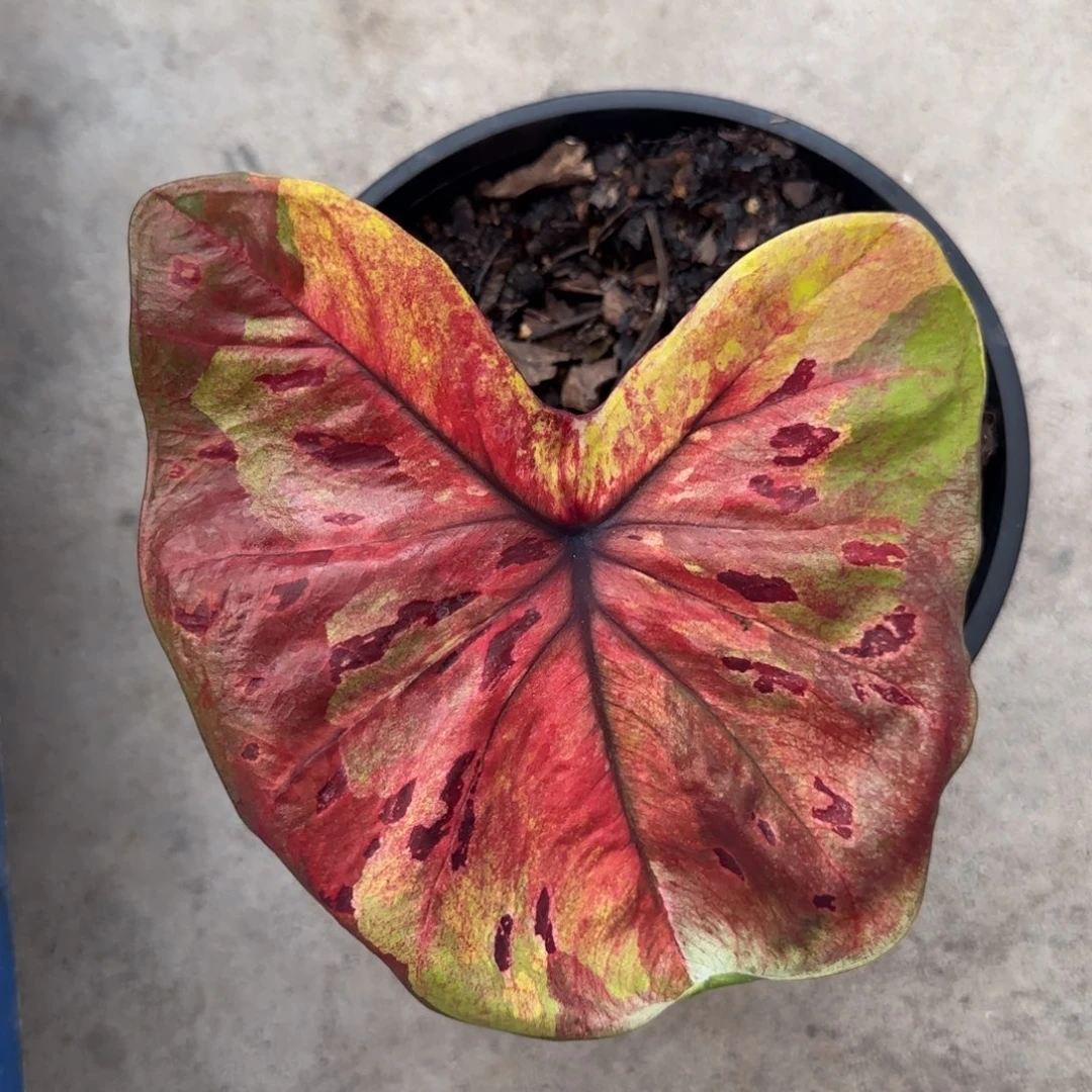 11-1023广东发货月光