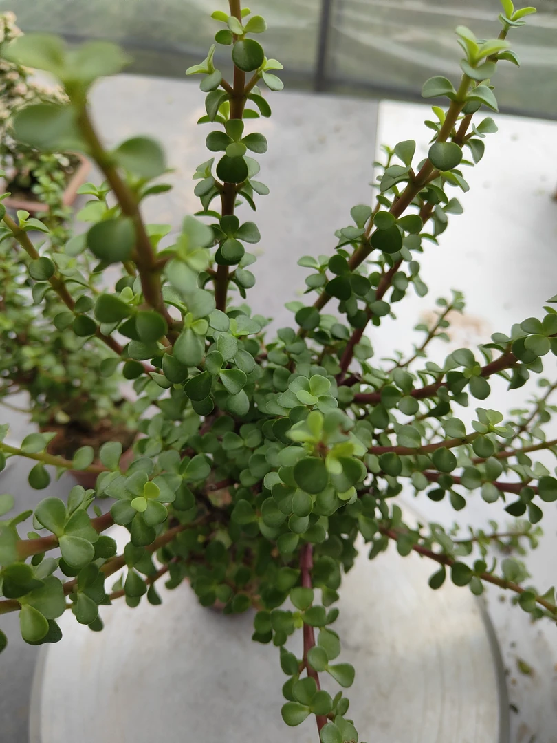 可塑型长纸条金枝玉叶老桩盆栽四季常青（包邮，偏远地区不包邮）