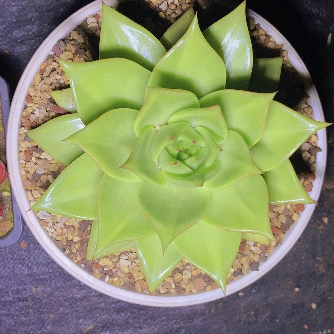 多肉植物两个组合