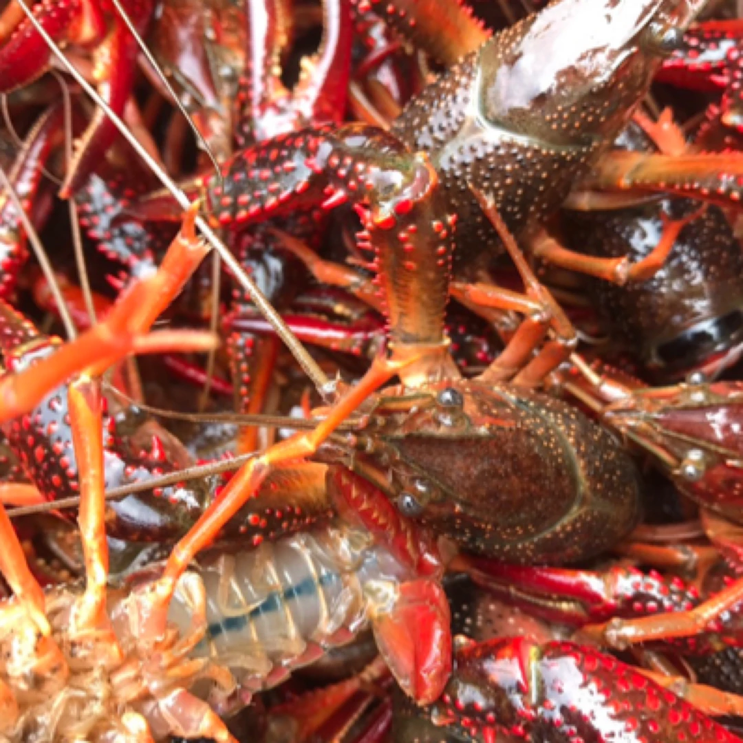 【鲜活】白洋淀中小龙虾500g/斤（一斤称25-28个左右全活装货到货保鲜不保活）