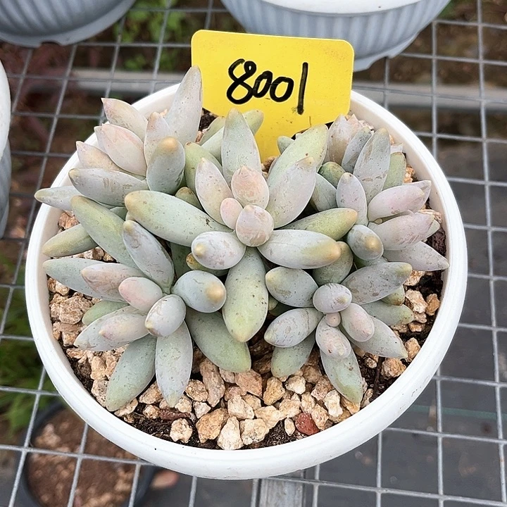 白兰地8001号码牌子的话