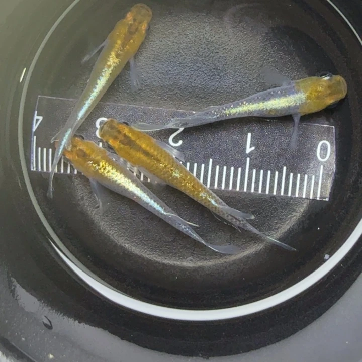 青鳉鱼青铜磷光17号