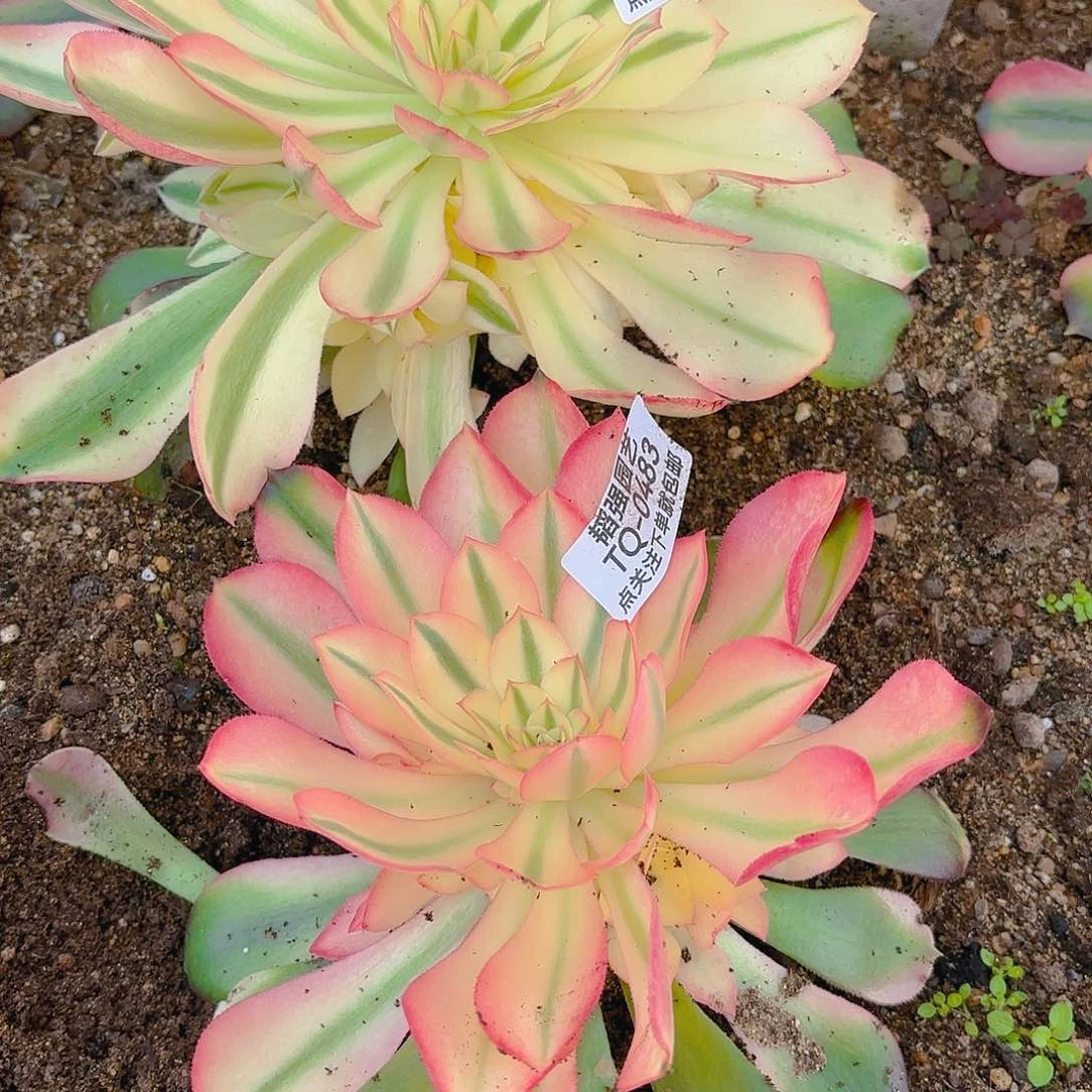 香妃多肉植物五号483-84