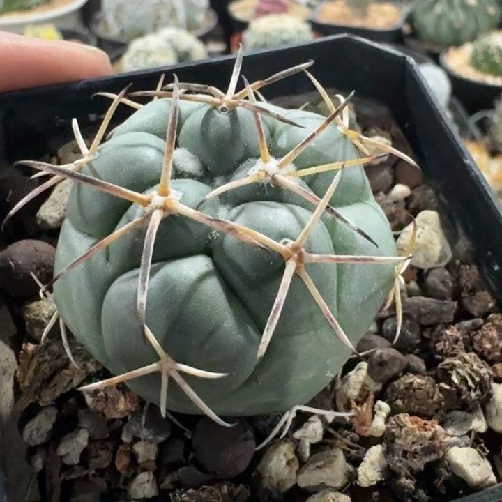 大祥冠实生仙人球