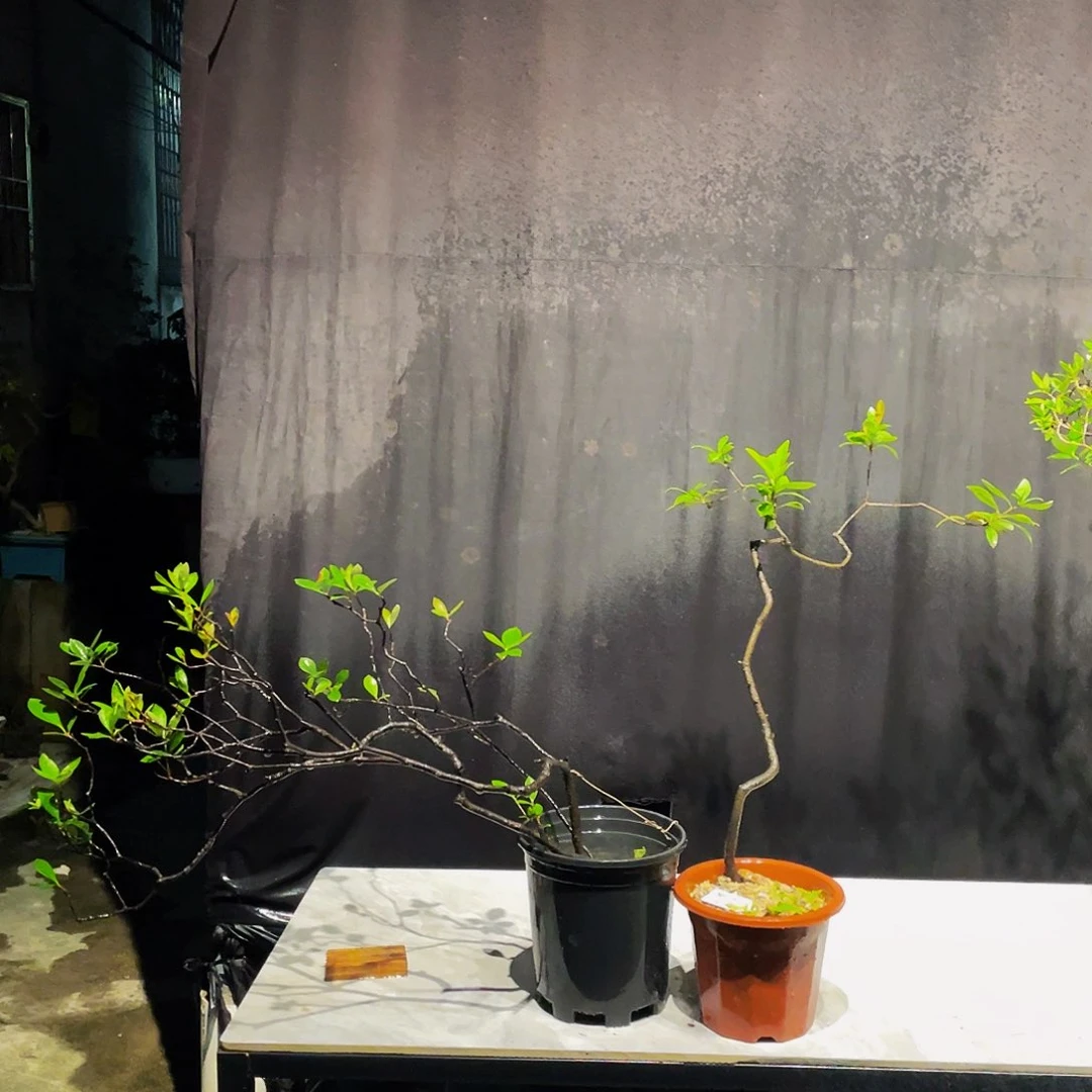 无花朵两棵春花包邮哦哦
