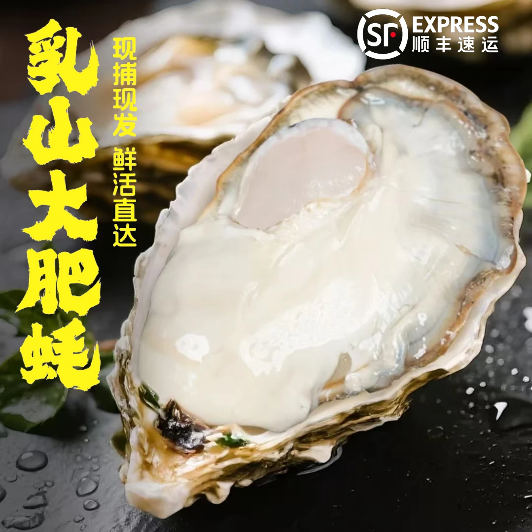 【买5斤送5斤】正宗乳山特大鲜活生蚝海鲜刺身牡蛎冷链包邮