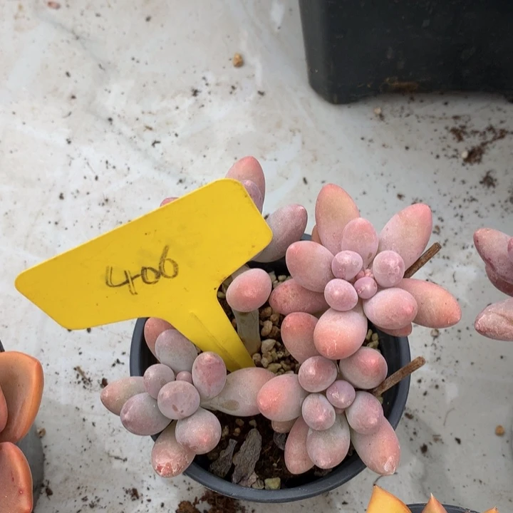 读肉皮子和欧7273727337