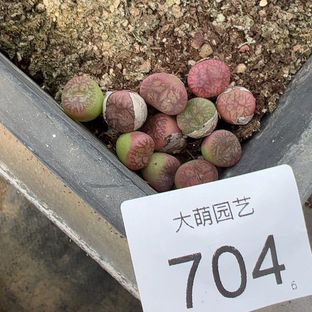 量拍以下1颗。   704